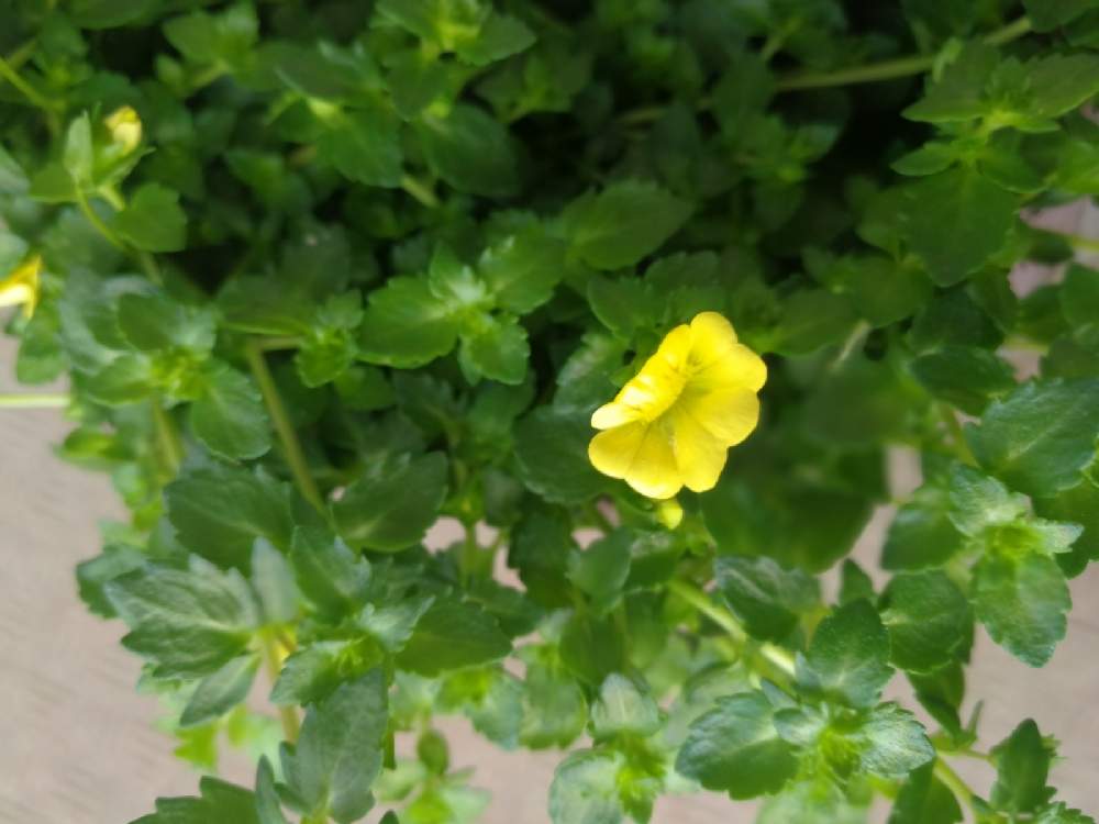 Pw メカルドニア ゴールドダスト Greensnap グリーンスナップ
