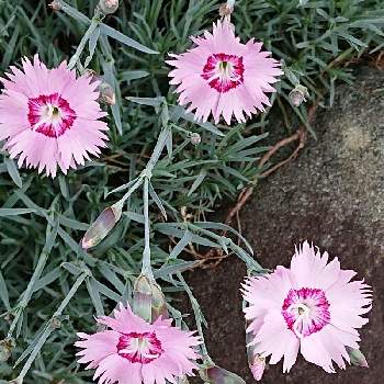 タツタナデシコの投稿画像一覧 Greensnap グリーンスナップ