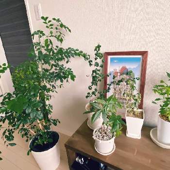 ニームの木の投稿画像一覧 Greensnap グリーンスナップ