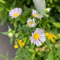 ヒメジョオン,姫女苑,姫女苑（ヒメジョオン）,道端の草花,お出かけ先の画像