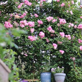 ami's roseの画像 by amiさん | 小さな庭とバラ 玉鬘（タマカズラ）とつるバラ玉鬘とキュンキュン乙女倶楽部と自慢のバラ_2021と植物のある暮らしとグリーンのある暮らしとピンクの花と手作りの庭と花の15年組とno green no lifeとami's roseとバラと夢CLUBと物語のある庭作りとガーデニングと花のある暮らしとami's gardenと小さな花とチーム愛知と庭時間