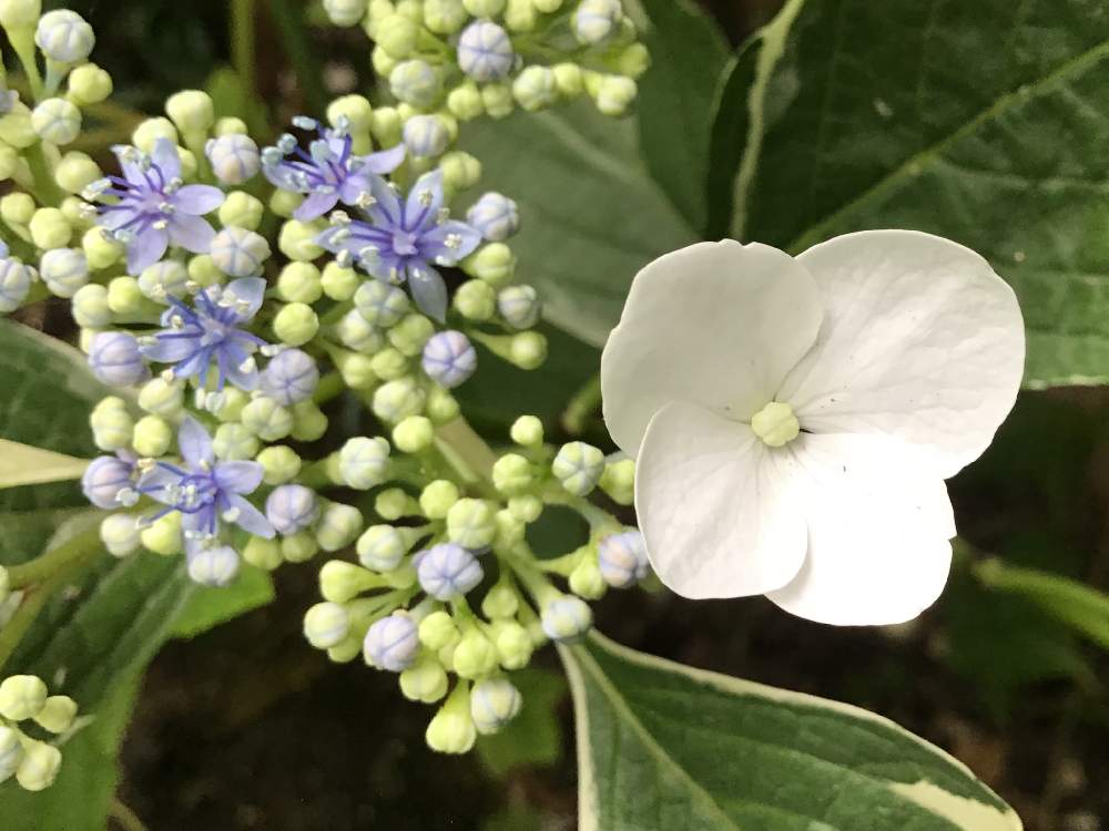 斑入り紫陽花 恋路ヶ浜の投稿画像 By メメさん 21紫陽花祭り 白 と21紫陽花祭り 白 21月6月6日 Greensnap グリーンスナップ Greensnap グリーンスナップ