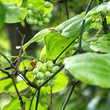 木の実草の実図鑑の投稿画像一覧 Greensnap グリーンスナップ