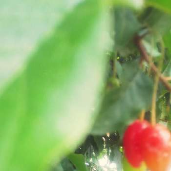 グミの実 の投稿画像一覧 Greensnap グリーンスナップ