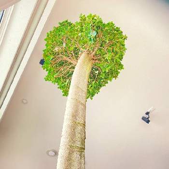 背の高い観葉植物の投稿画像一覧 Greensnap グリーンスナップ