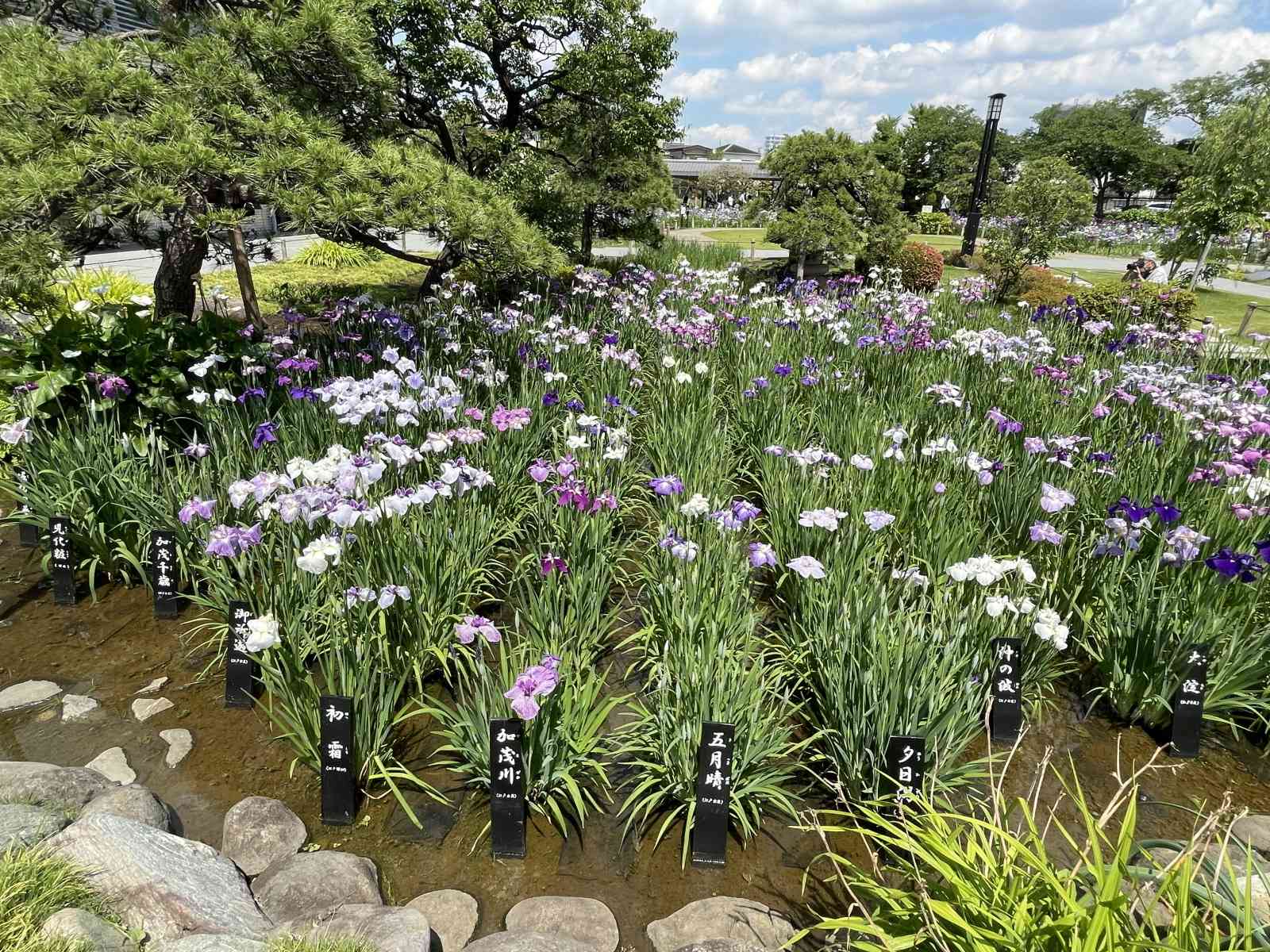 花菖蒲の品種｜🍀GreenSnap（グリーンスナップ）