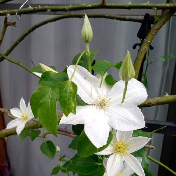 白雪姫の投稿画像一覧 Greensnap グリーンスナップ