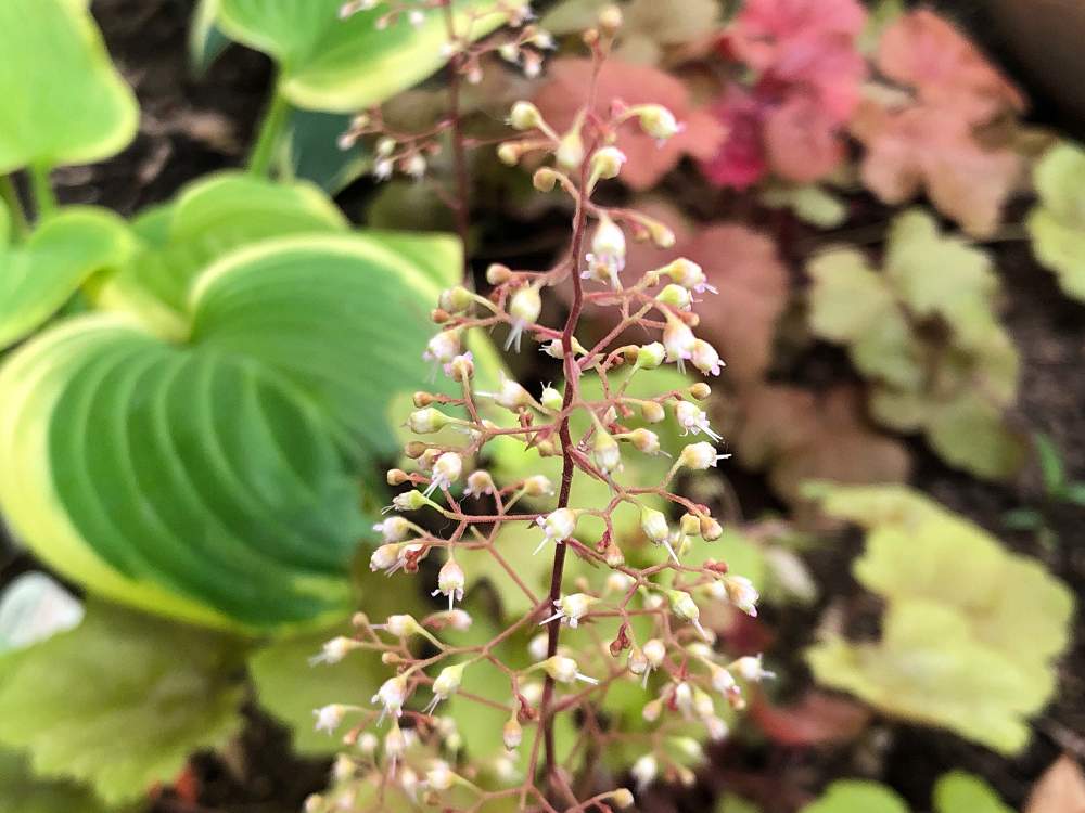 ヒューケラの投稿画像 By Heathさん ヒューケラ ドルチェ メープルファッジとカラーリーフと常緑性多年草とユキノシタ科と白い花と地植え 21月6月7日 Greensnap グリーンスナップ