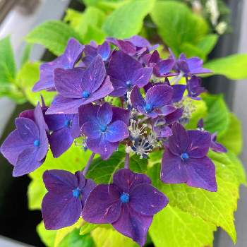 purpleの画像 by ＊ KL ＊さん | バルコニー/ベランダと紫陽花とpurpleと＊紫陽花 / ディープパープル