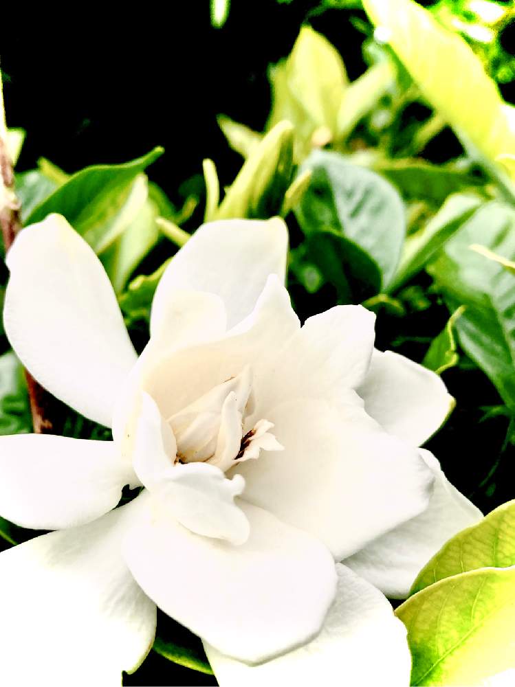花言葉の投稿画像 By ヒーちゃんさん 誕生花とクチナシの花 と今日はなんの日 21月6月7日 Greensnap グリーンスナップ