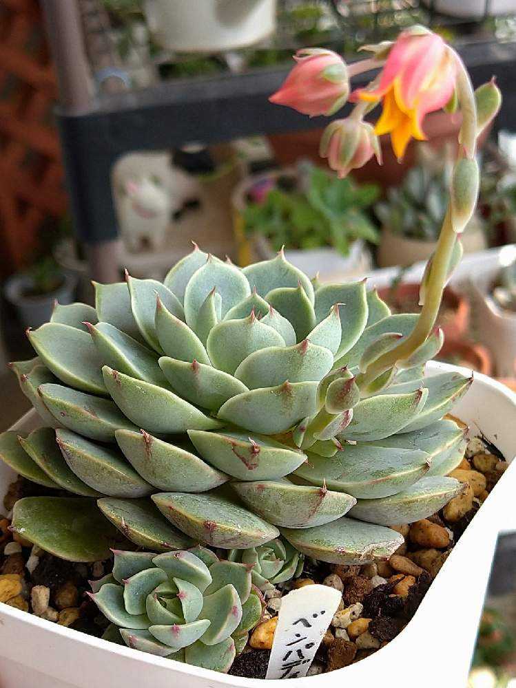 子育て上手なベンバディスさん｜🍀GreenSnap（グリーンスナップ）