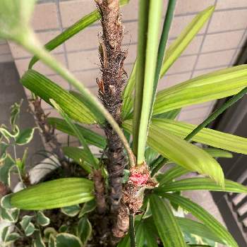 観音竹の花の投稿画像一覧 Greensnap グリーンスナップ