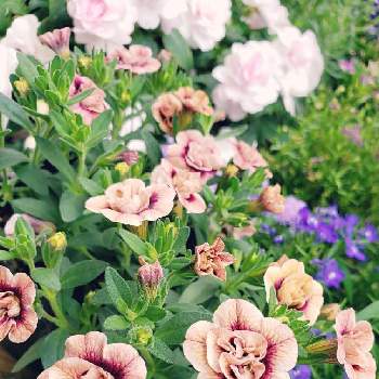 アンティーク調の画像 by ポポラスさん | 小さな庭とカリブラコア　ティフォシーとアンティーク調とユーミンつながりの皆さんに感謝と娘の気に入った花