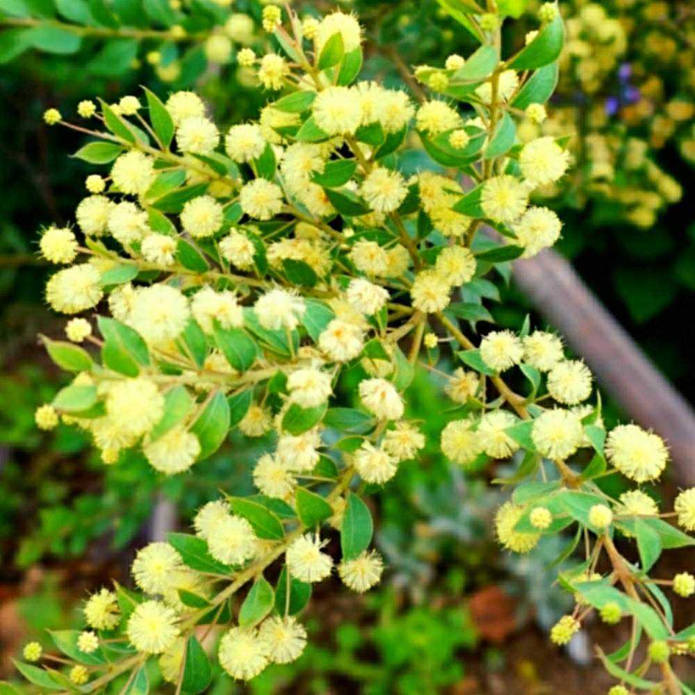 アカシアウィーピングワトルの投稿画像 By Mr Stoneさん アカシア属とワイルドフラワーとオーストラリアとオージープランツと南半球と小さな庭とアカシア属とワイルドフラワーとオーストラリアとオージープランツと南半球 21月6月7日 Greensnap グリーンスナップ