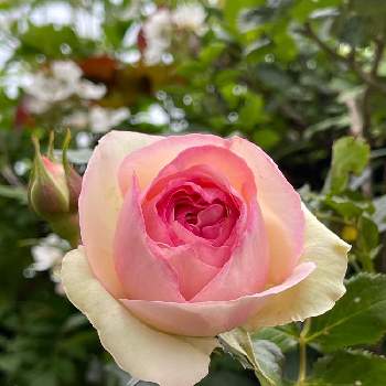 だんとコーヒーの投稿画像一覧 Greensnap グリーンスナップ だんとコーヒーの投稿画像一覧 Greensnap グリーンスナップ