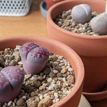 紫福来玉の投稿画像一覧 Greensnap グリーンスナップ