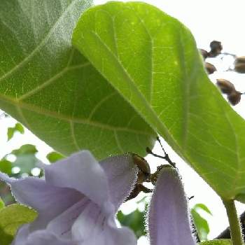 桐の花の投稿画像一覧|🍀GreenSnap(グリーンスナップ)