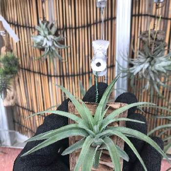 チランジア ベルティナの投稿画像一覧 Greensnap グリーンスナップ