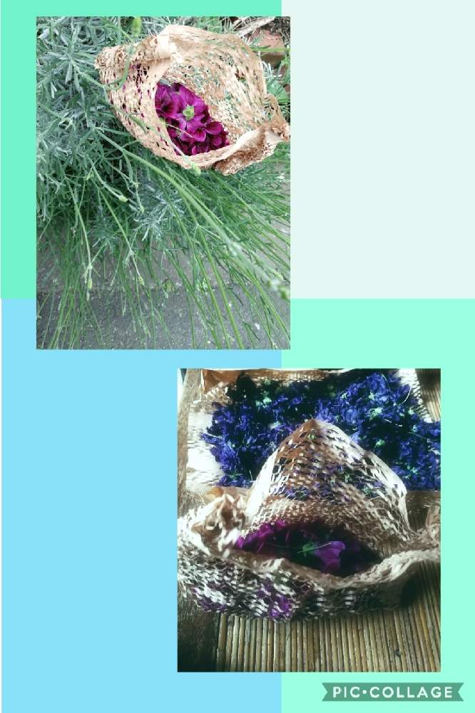 ラベンダーの投稿画像 By Pommeepatanteさん マロウとハーブティーとドライフラワーと食用花 と多年草と エディブルフラワーと作ってみたと背が高くなる花 21月6月7日 Greensnap グリーンスナップ