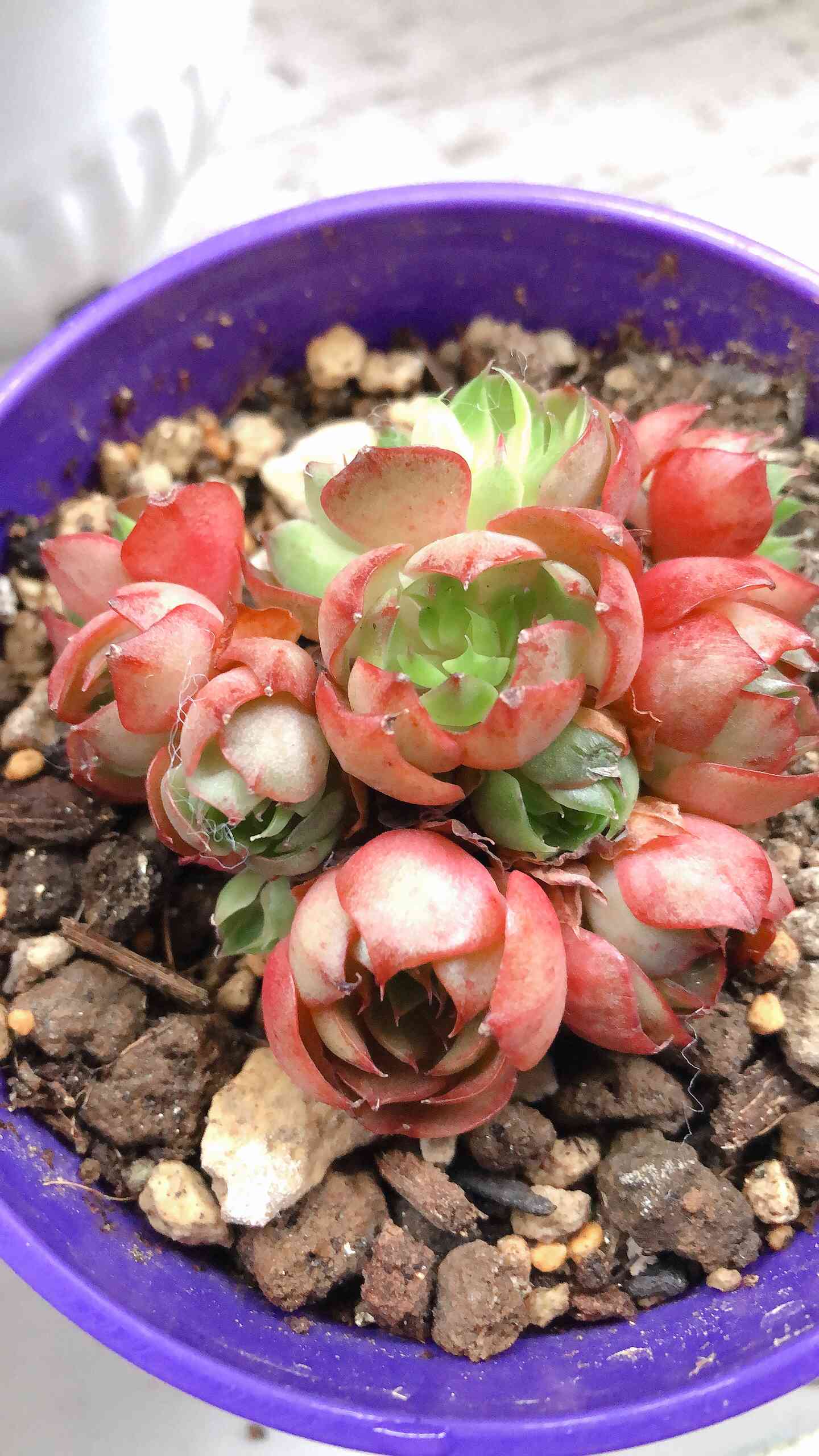 ヤンジン♡の一覧｜🍀GreenSnap（グリーンスナップ）