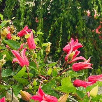 クレマチスプリンセスダイアナの画像 by クッキーさん | 小さな庭とクレマチスプリンセスダイアナと赤い花とガーデニングと花のある暮らしと小さな庭♡