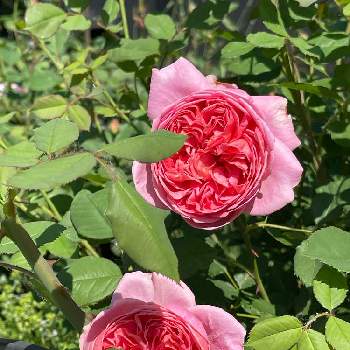 バラ ボスコベルの画像 by ブルーネストさん | 小さな庭とイングリッシュローズとDA ボスコベルとバラ ボスコベルとばら バラ 薔薇とおうち園芸と香る花とイングリッシュ・ローズとデビッドオースティンとバラが好きとロザリアンとアプリコット色の花