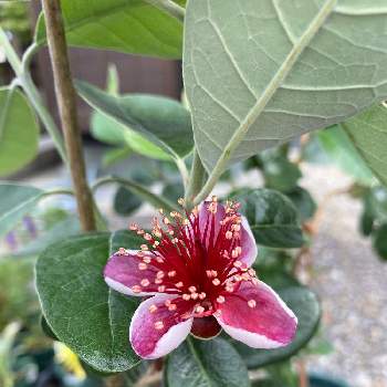 フェイジョア アポロの投稿画像一覧 Greensnap グリーンスナップ