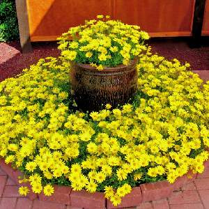 クレマチス新旧両枝咲きの早春の誘引 Greensnap グリーンスナップ