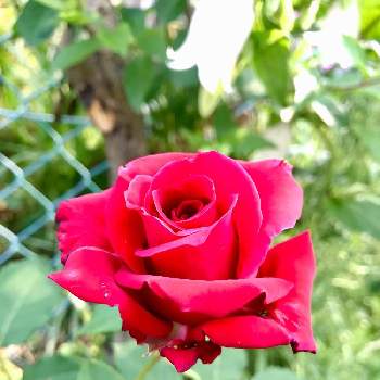 揺れる花の画像 by くるみさん | 小さな庭と春のお花と癒しと挿木のバラとGSのみなさんに感謝♡と揺れる花と綺麗といい香りと薔薇♪とバラ・ミニバラと赤い薔薇♡と素敵