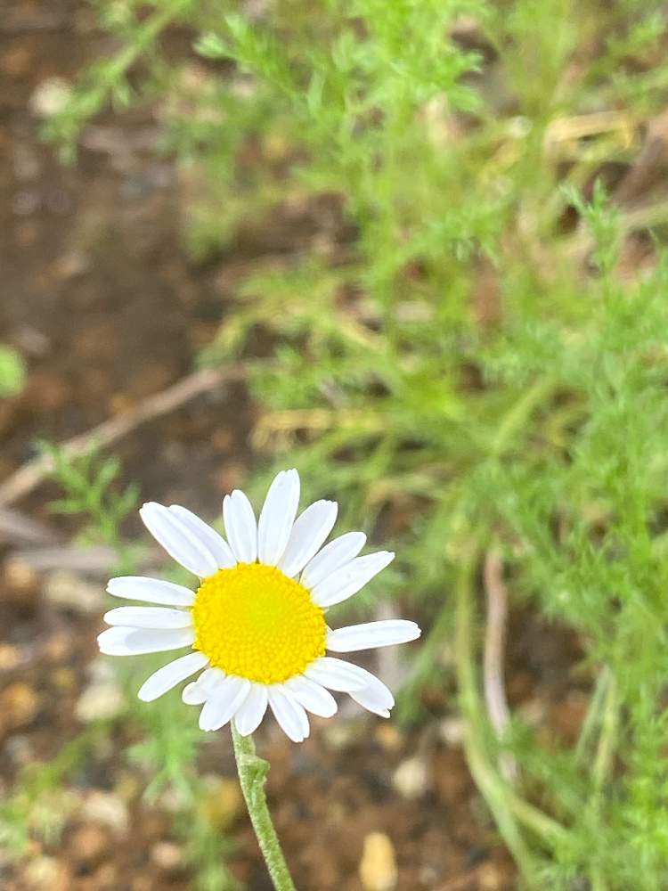 ローマンカモミールの投稿画像 By 花梨さん 癒しのグリーンとハーブ大好きと癒しと葉っぱとおうち園芸とハーブとハーブのある暮らしと花のある暮らしと かわいいと地植え 21月6月7日 Greensnap グリーンスナップ