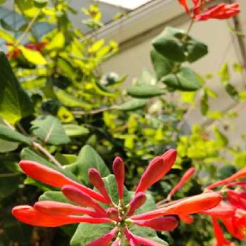 甘い蜜の投稿画像一覧 Greensnap グリーンスナップ