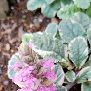 アジュガ ピンクライトニングの投稿画像一覧 Greensnap グリーンスナップ