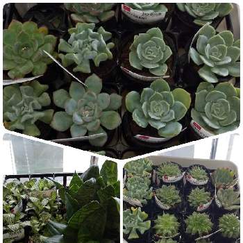 ダイソー300円観葉植物の投稿画像一覧 Greensnap グリーンスナップ