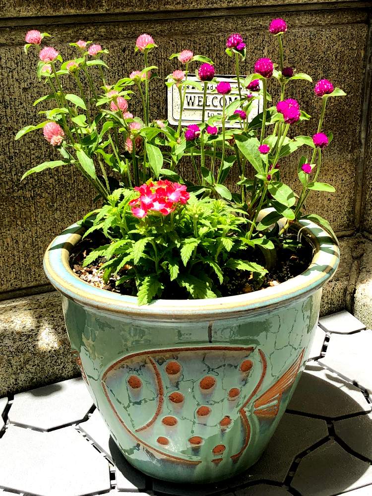 千日紅ラスベガスの投稿画像 By ヒヨコの宝壺さん バーベナと花のある暮らし 21月6月7日 Greensnap グリーンスナップ