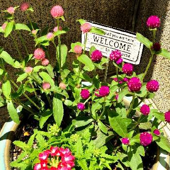 千日紅ラスベガスの投稿画像一覧 Greensnap グリーンスナップ