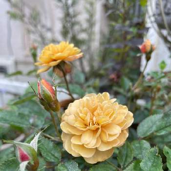 ミニバラモカの画像 by みちょポンチさん | 玄関とミニバラモカとオレガノハイライトと寄せ植えとテマリシモツケリトルジョーカーと花のある暮らし