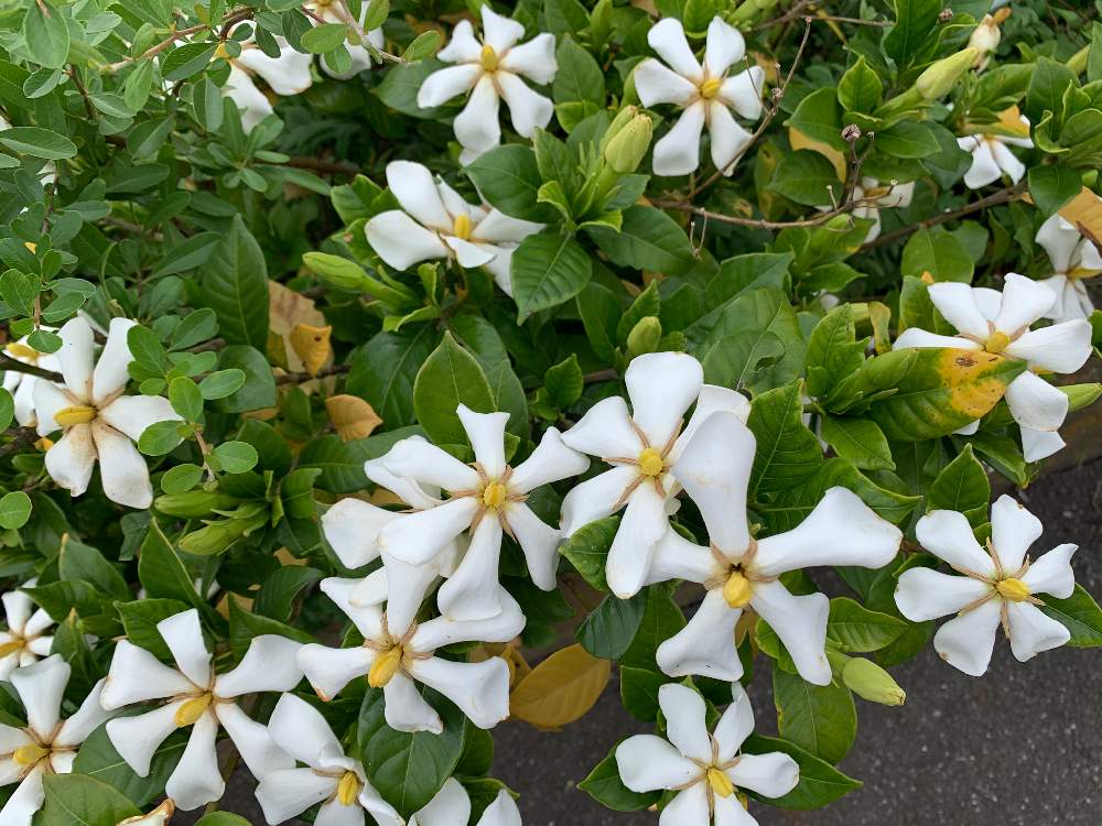 クチナシの投稿画像 By ぴーなっつさん 21月6月7日 Greensnap グリーンスナップ