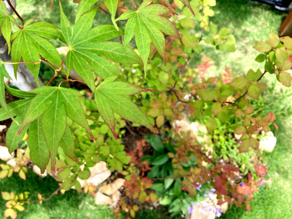 紅葉の投稿画像 By ももさん ナツハゼとガーデニングと庭木 21月6月7日 Greensnap グリーンスナップ