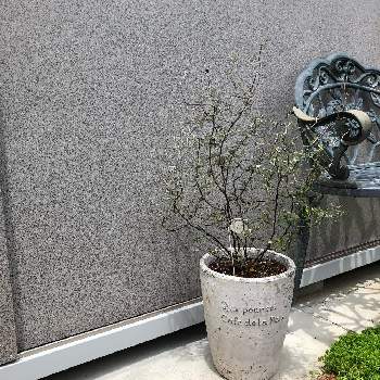 コロキア ワイヤースターの投稿画像一覧 Greensnap グリーンスナップ