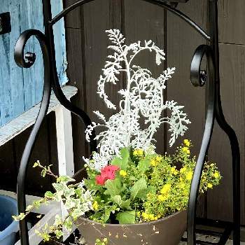 リトルチュチュの投稿画像一覧 Greensnap グリーンスナップ