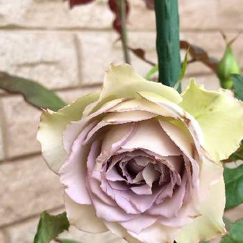 うふふのラピスヴェールの投稿画像一覧 Greensnap グリーンスナップ