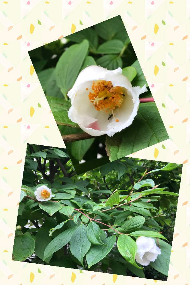 ヒメシャラの花の投稿画像 By Yoshiさん 小さな庭 21月6月7日 Greensnap グリーンスナップ Greensnap グリーンスナップ