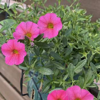 フェンスの花の投稿画像一覧 Greensnap グリーンスナップ