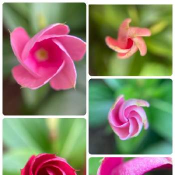 つ ぼ みの投稿画像一覧 Greensnap グリーンスナップ