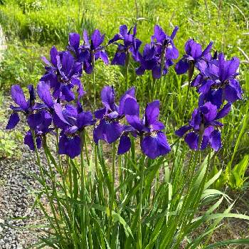 濃い紫色の画像 by 鯉太郎さん | 菖蒲(あやめ)とお庭と紫のお花と濃い紫色と背の高い花