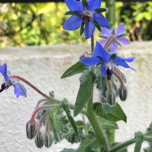 エディブルフラワー,ポリジの花,青紫の花,おうち園芸,エントランスの画像