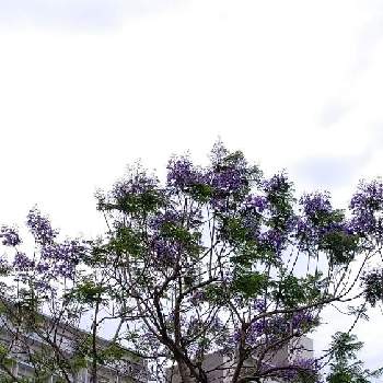 ジャカランダ(紫雲木)の画像 by ねぎさん | お出かけ先とジャカランダ(紫雲木)とお花に感謝デスとおうち園芸と今日も感謝と出逢えた 喜び