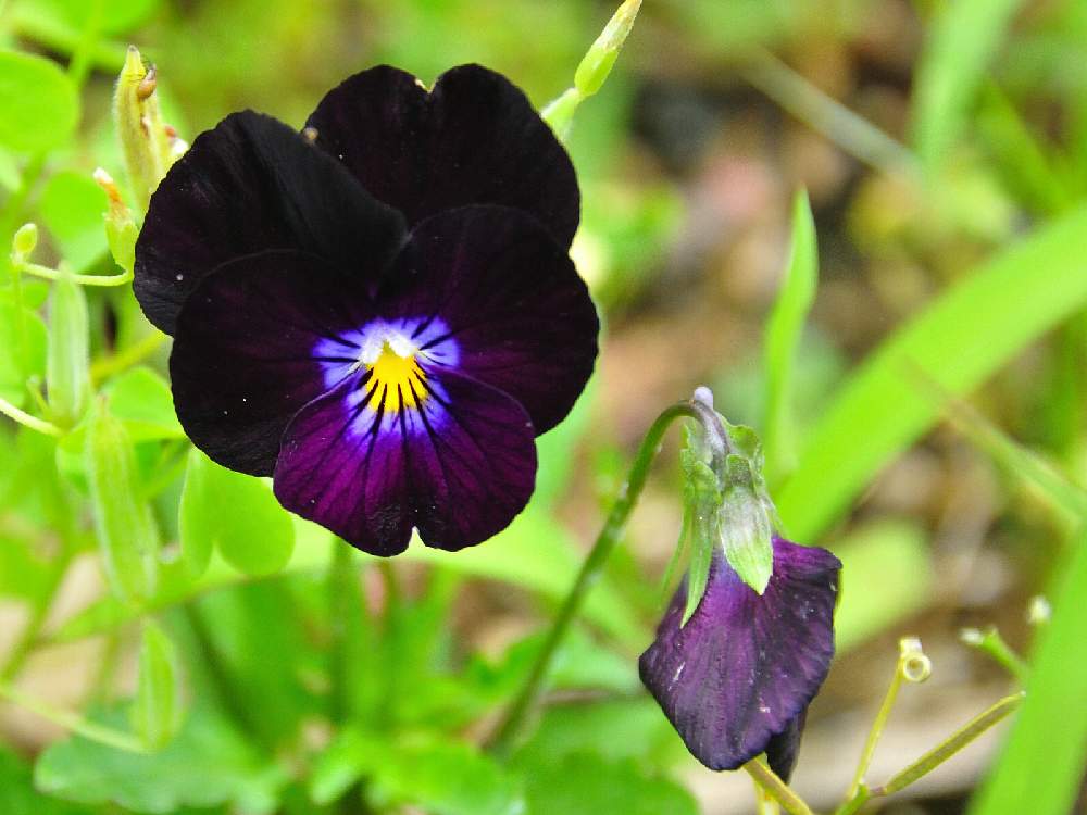 パンジー ビオラの投稿画像 By まのさん お出かけ先と黒い花と公園と散歩とガーデニングと庭 にわ 庭 にわ 庭と黒い花と公園と散歩とガーデニングと庭 にわ 庭 にわ 庭 21月6月7日 Greensnap グリーンスナップ Greensnap グリーンスナップ