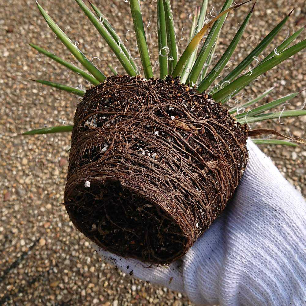 アガベ 滝の白糸 Φ約30cm 白ポット アガベ・滝の白糸の植え替え