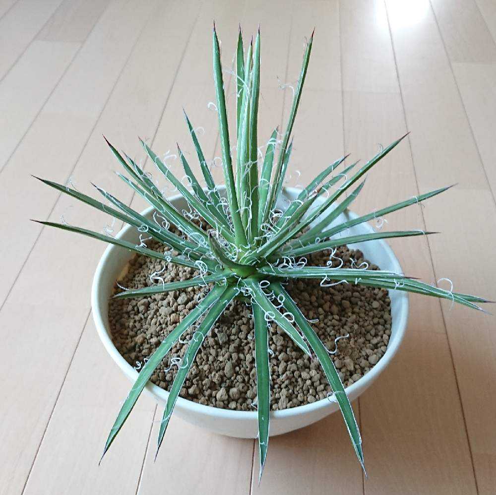 アガベ・滝の白糸の植え替え|🍀GreenSnap(グリーンスナップ) アガベ・滝の白糸の植え替え|🍀GreenSnap(グリーンスナップ)
